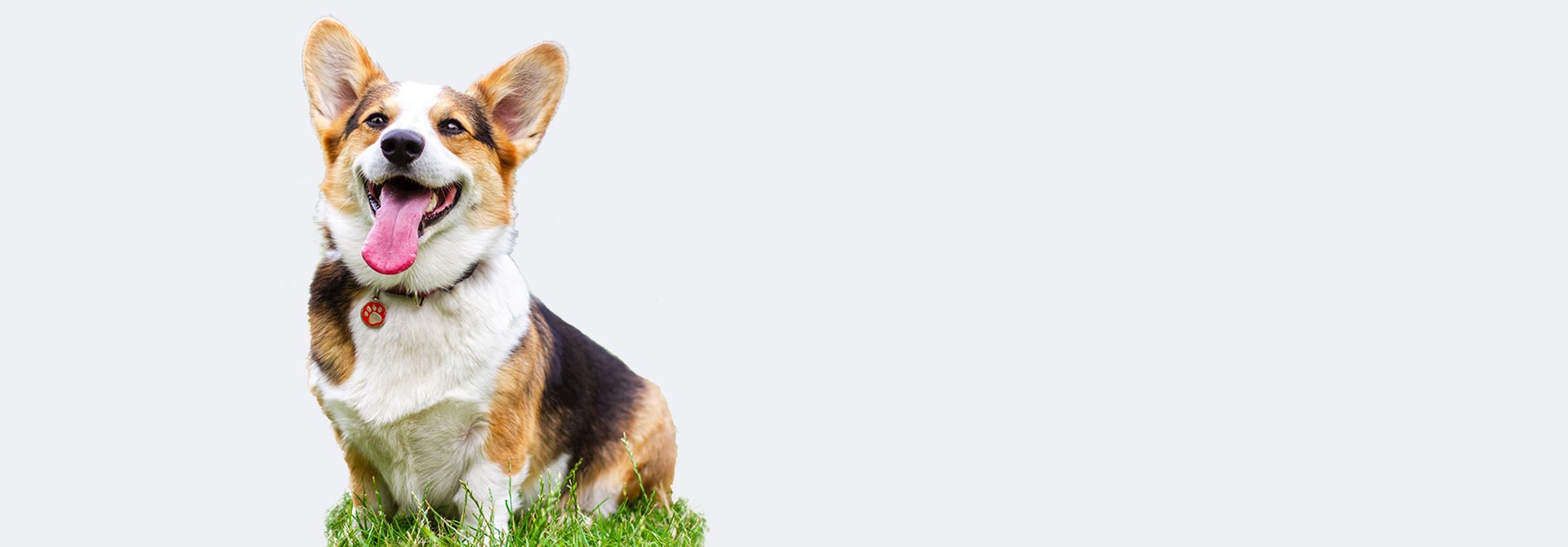 Best for pets